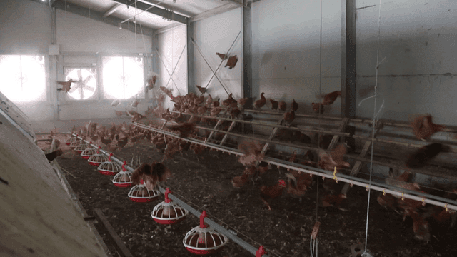 대형 실내 양계장에서 날개짓하는 많은 닭들