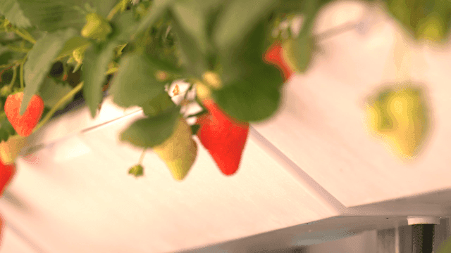 Ripe strawberries hanging on the vine