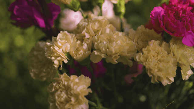 Colorful flowers in a sunlit garden