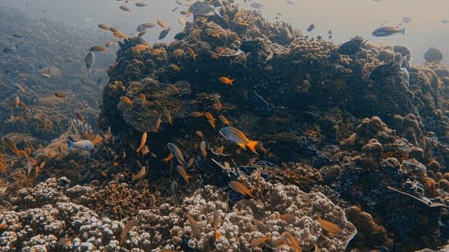 수중 생태계의 다양성을 보여주는 물고기 떼와 산호