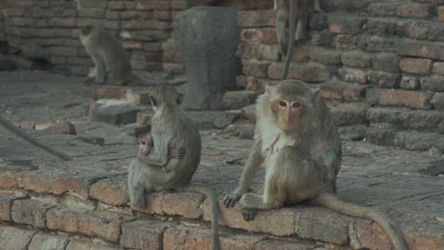 Monkeys Playing on a Brick Structure in Ancient Temple