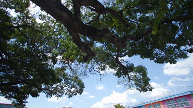 큰 나무 아래 알록달록한 초등학교 건물과 운동장