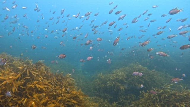 School of fish swimming among seaweed