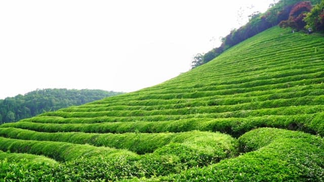 Vast, lush green tea field spread out on a slope