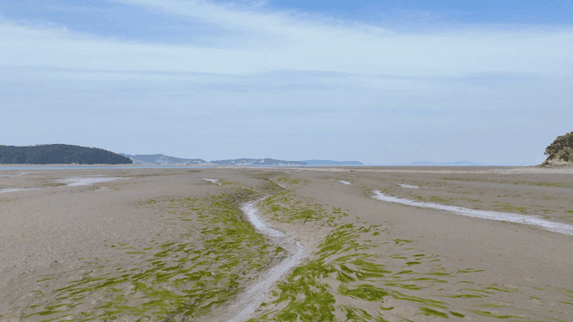 Wide mudflat with island visible in distance