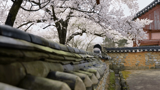 Cherry blossoms next to a traditional Korean house wall