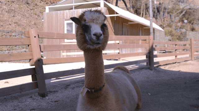 Alpaca standing inside fence.