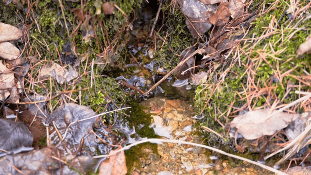 이끼 낀 땅을 흐르는 작은 시내
