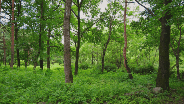 키 큰 나무가 있는 푸른 숲