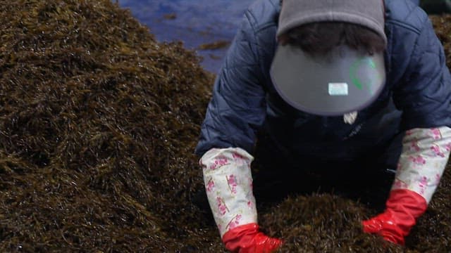 장갑을 낀 손으로 실내에서 톳을 정리하는 모습