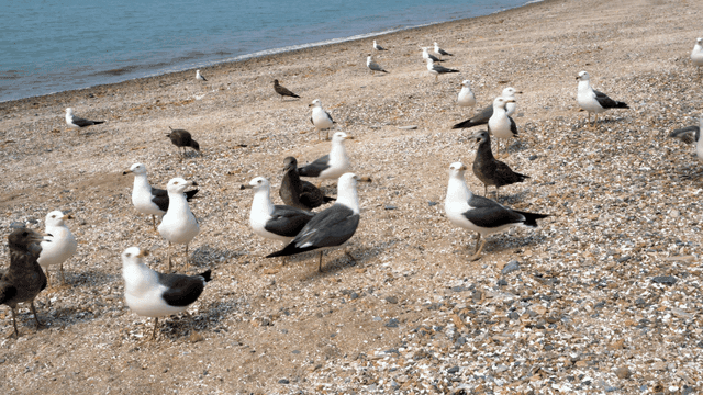 모래 해변에 모인 갈매기들