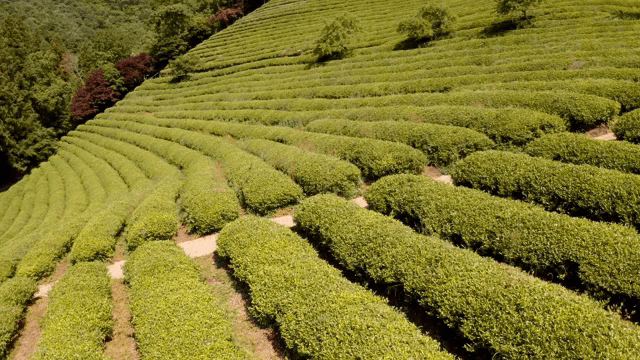 Lush green tea plantation on a hillside