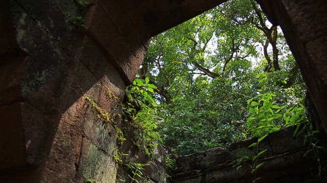 Ancient ruins with lush green foliage