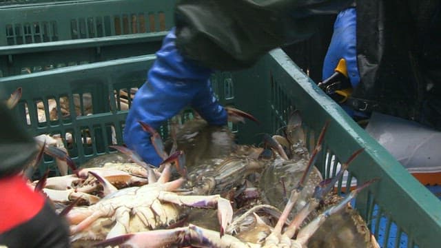 Workers Sorting Freshly Caught Crabs