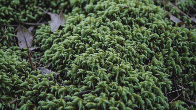 Moss and fallen leaves on the forest floor