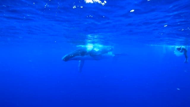 Diver Encounters Majestic Whale Underwater