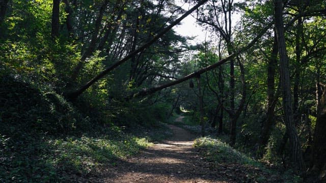 Sunlit forest path with fallen trees