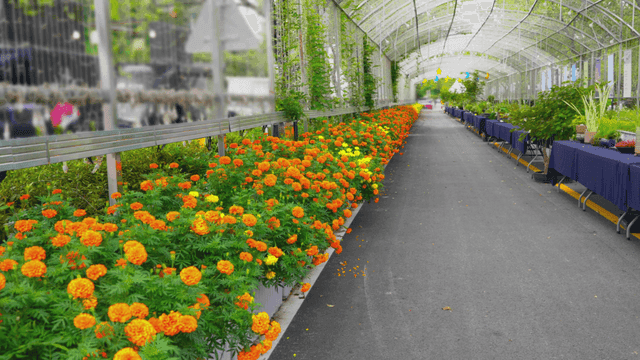 Marigold corridor in a covered walkway
