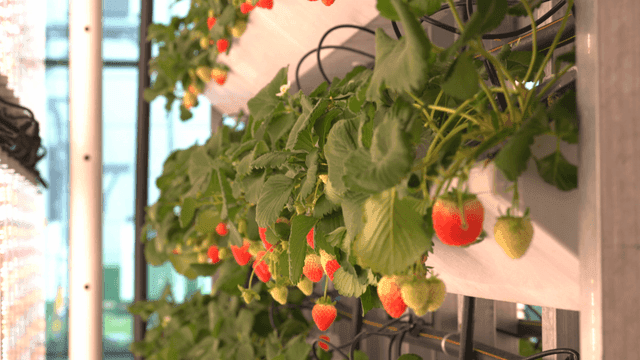 Smart farm growing strawberries with LED lights