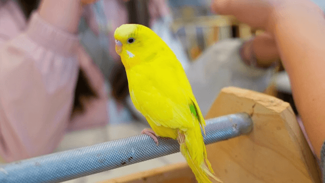 막대에 앉아 있는 노란 앵무새