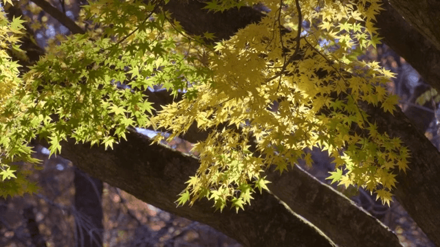 Sunlit maple leaves in a forest