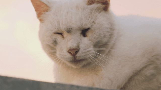 White cat with a calm expression