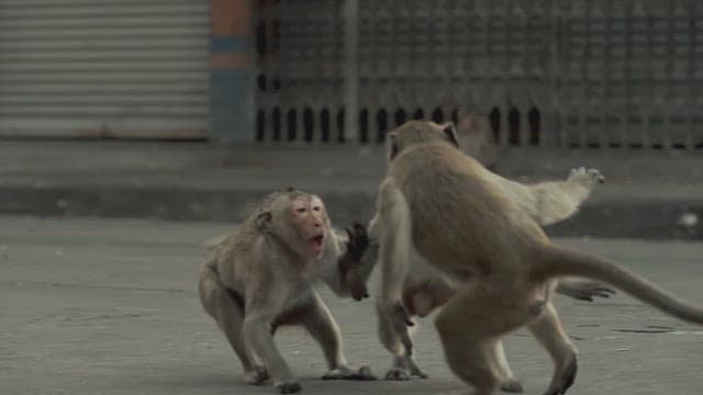 Monkeys Fighting on the Ground