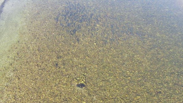 School of fish swimming in clear water