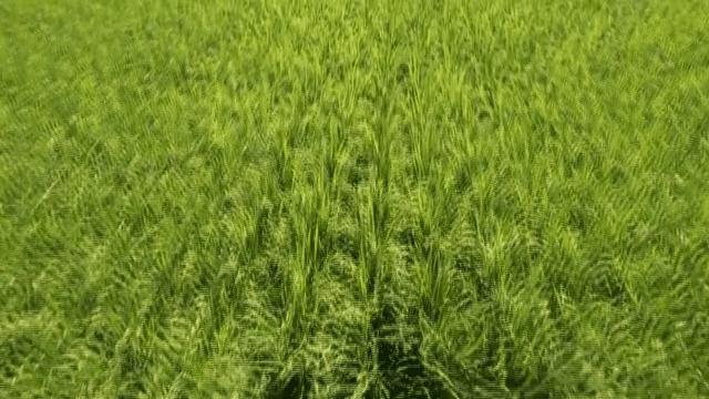 바람에 흔들리는 푸른 논밭