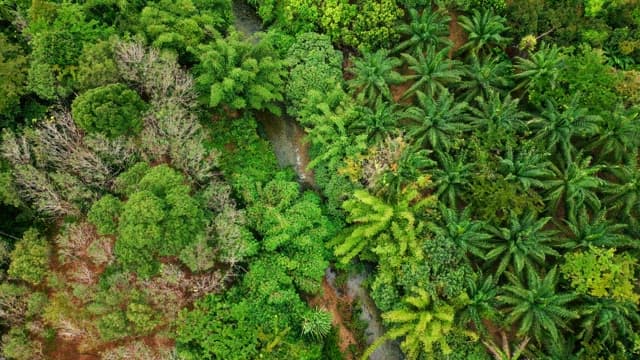 Lush green forest with a winding stream