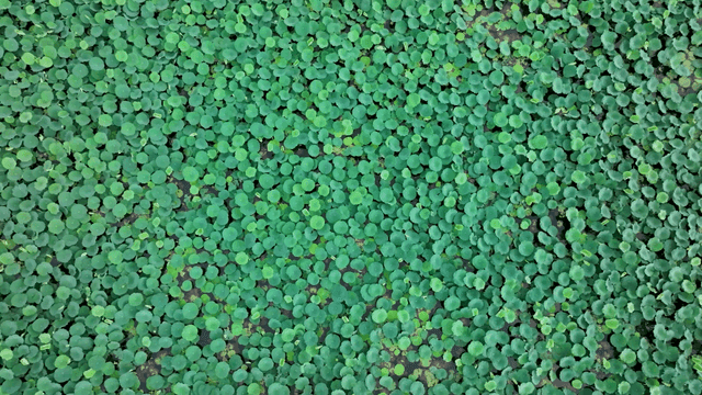 연못을 가득 채운 푸른 연잎