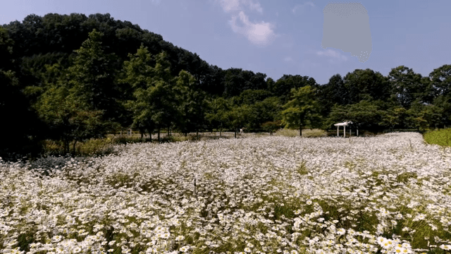 맑은 하늘 아래 데이지 꽃밭