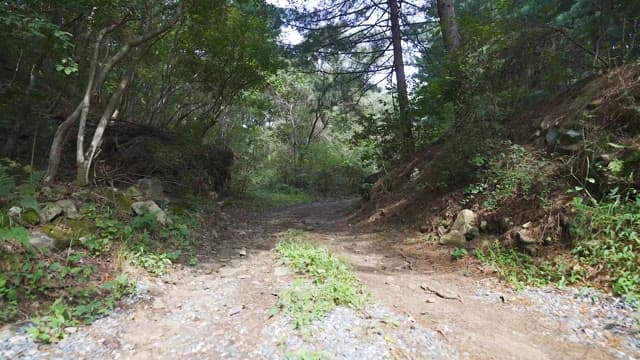 평화로운 숲 속 산책로