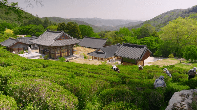 People harvesting green tea in a field next to a traditional temple