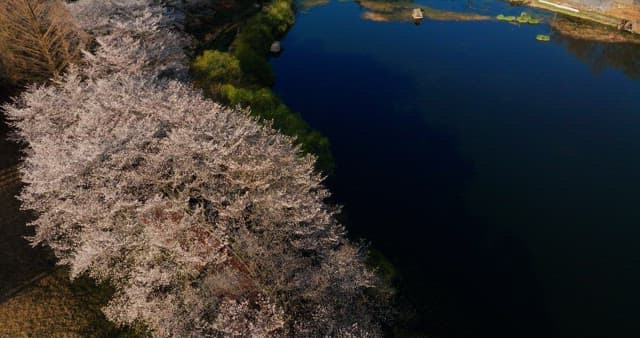 Ferris wheel park beside a serene lake with cherry blossom trees