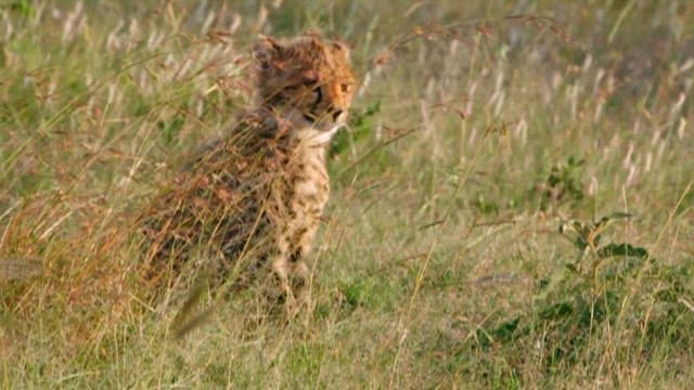 Cheetah Cub Hiding in Savannah Grass