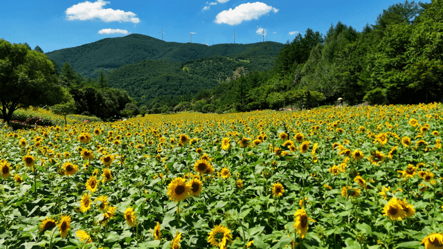 Vast sunflower field under clear sky