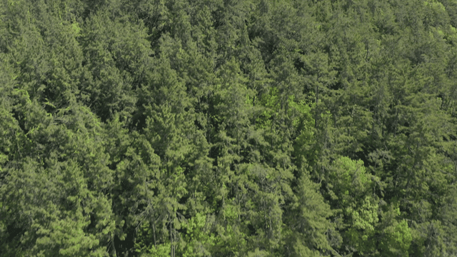 푸른 숲과 함께한 고요한 해안 풍경