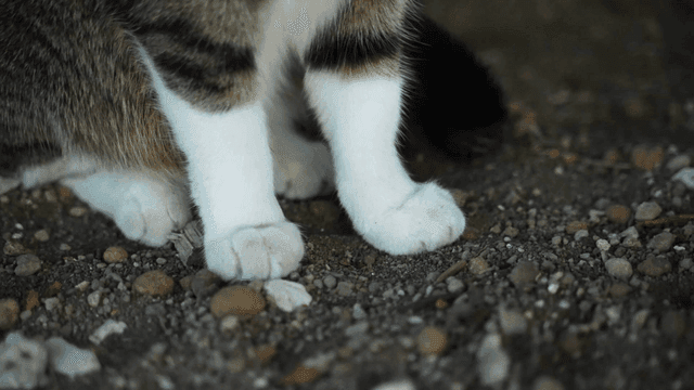 Close-up of a cat's paws on gravel