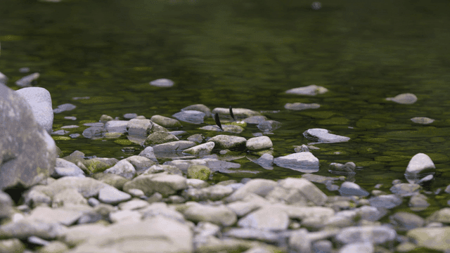 Quiet river with clear water and stones