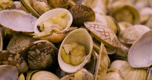 요리용으로 해감을 마친 조개들