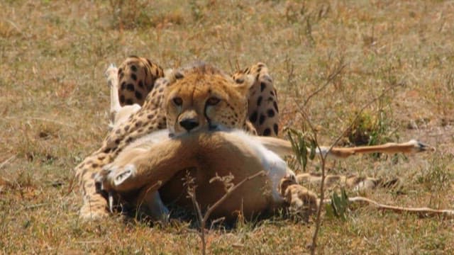 Cheetah with Its Captured Prey in the Savanna