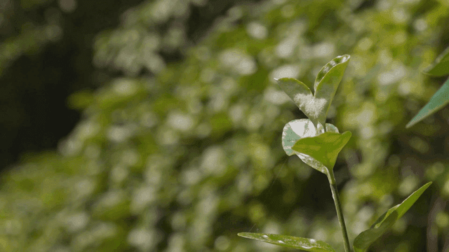 Close-up of green leaves in sunlight