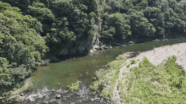 Quiet river flowing through green forest