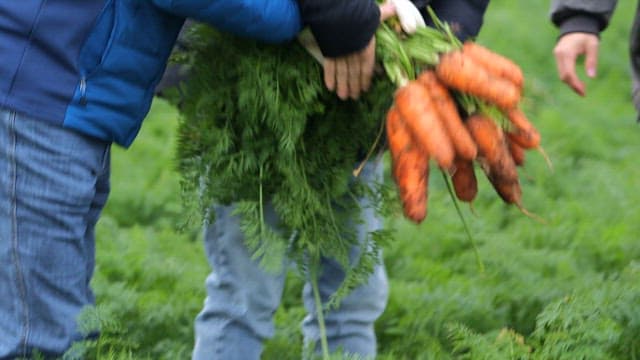 People harvesting fresh carrots in a field