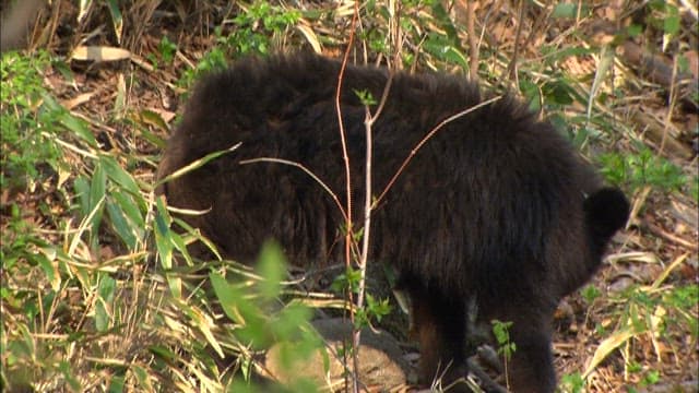 Bear Foraging in the Woods