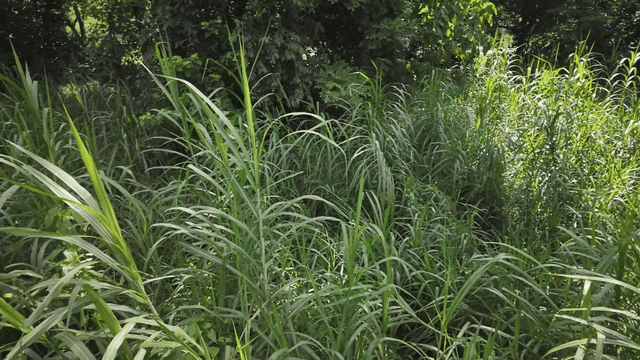 Dense greenery in a forest setting