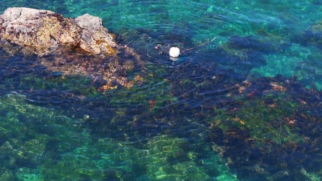 맑은 바다를 탐험하는 잠수부