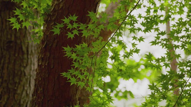 숲 속의 녹색 잎과 나무 줄기