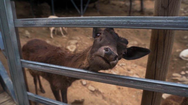 Curious young deer sticking its head out from inside the fence and looking around